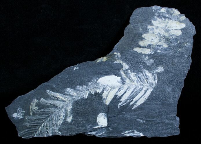 Fossil Seed Fern Plate - Pennsylvania #3643
